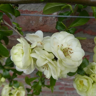 Chaenomeles speciosa 'Yukigoten' – Pompás japánbirs Chaenomeles speciosa 'Yukigoten' – Pompás japánbirs