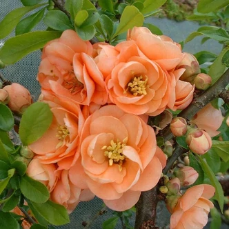 Chaenomeles x superba 'Cameo' – Bíbor díszbirs Chaenomeles x superba 'Cameo' – Bíbor díszbirs