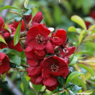 Chaenomeles x superba 'Nicoline' – Piros virágú japánbirs