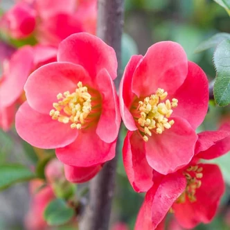 Chaenomeles x superba 'Pink Lady' – Rózsaszín virágú japánbirs Chaenomeles x superba 'Pink Lady' – Rózsaszín virágú japánbirs