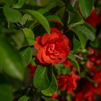 Chaenomeles x superba 'Orange Storm' – Japánbirs  Chaenomeles x superba 'Orange Storm' – Japánbirs
