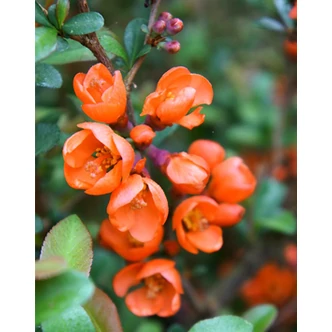 Chaenomeles japonica 'Cido' - Narancsszínű japánbirs Chaenomeles japonica 'Cido' - Narancsszínű japánbirs