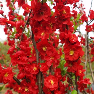 Chaenomeles speciosa 'Scarlet Storm®' – Pompás japánbirs Chaenomeles speciosa 'Scarlet Storm®' – Pompás japánbirs
