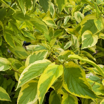 Cornus alba 'Spaethii' - Arany tarka fehér som Cornus alba 'Spaethii' - Arany tarka fehér som