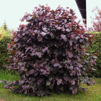Corylus avellana 'Purpurea' – Vérmogyoró Corylus avellana 'Purpurea' – Vérmogyoró