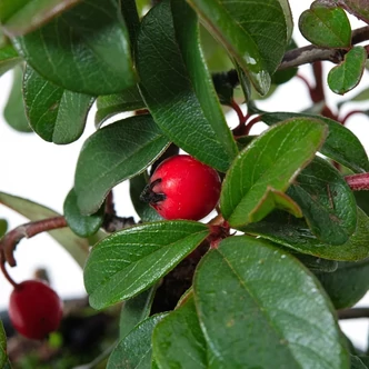Cotoneaster 'Cardinal' – Talajtakaró madárbirs
