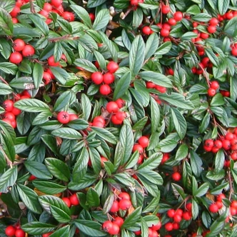 Cotoneaster salicifolius 'Repens' – Fűzlevelű madárbirs