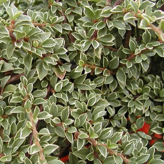 Cotoneaster atropurpureus 'Variegatus' – Madárbirs