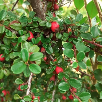 Cotoneaster cochleatus – Madárbirs