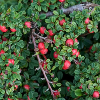 Cotoneaster congestus – Havasi madárbirs