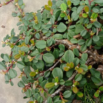 Cotoneaster dammeri 'Green Carpet' – Szőnyegmadárbirs