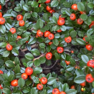 Cotoneaster dammeri 'Major' – Szőnyegmadárbirs