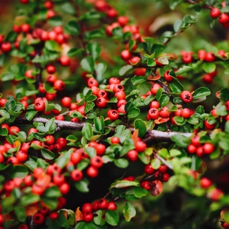 Cotoneaster dammeri 'Schoon' – Szőnyegmadárbirs