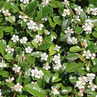 Cotoneaster integrifolius 'Silver Shadow' – Törpe madárbirs Cotoneaster integrifolius 'Silver Shadow' – Törpe madárbirs
