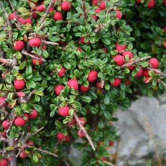 Cotoneaster microphyllus – Apró levelű madárbirs