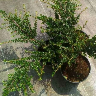 Cotoneaster perpusillus – Madárbirs
