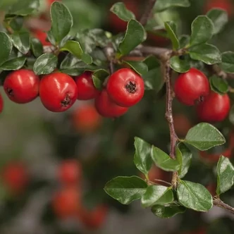 Cotoneaster praecox 'Boer' – Madárbirs