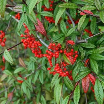 Cotoneaster salicifolius 'Floccosus' – Fűzlevelű madárbirs