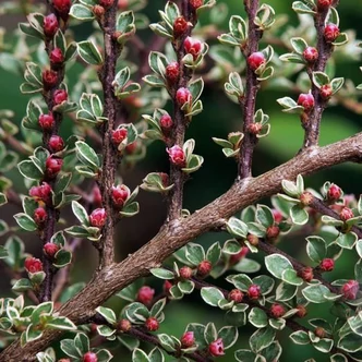 Cotoneaster horizontalis 'Variegata' – Magastörzsű tarkalombú madárbirs Cotoneaster horizontalis 'Variegata' – Magastörzsű tarkalombú madárbirs