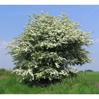 Crataegus monogyna – Egybibés galagonya Crataegus monogyna – Egybibés galagonya