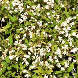 Deutzia gracilis 'Nikko' – Karcsú gyöngyvirágcserje Deutzia gracilis 'Nikko' – Karcsú gyöngyvirágcserje