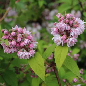 Deutzia 'Rosea Plena' (syn.: Deutzia x hybrida 'Pink Pom-Pom') – Gyöngyvirágcserje Deutzia 'Rosea Plena' (syn.: Deutzia x hybrida 'Pink Pom-Pom') – Gyöngyvirágcserje