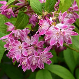 Deutzia x hybrida 'Strawberry Fields' – Sötét rózsaszín virágú gyöngyvirágcserje