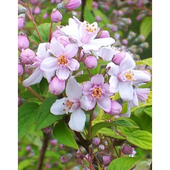 Deutzia hybrida 'Mont Rose' - Érdeslevelű gyöngyvirágcserje Deutzia hybrida 'Mont Rose' - Érdeslevelű gyöngyvirágcserje
