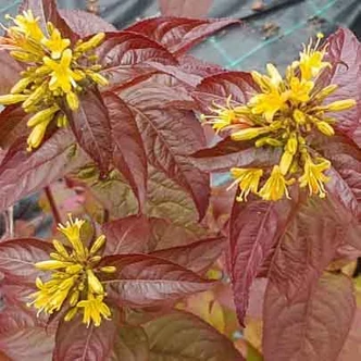 Diervilla rivuralis 'Troja Black' – Diervilla Diervilla rivuralis 'Troja Black' – Diervilla