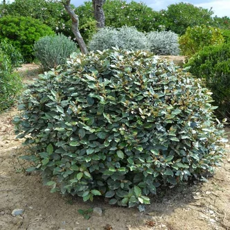 Elaeagnus ebbingei 'Compactum' – Széleslevelű ezüstfa