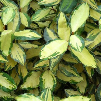 Elaeagnus x ebbingei 'Maryline'® (syn. 'Abrela')– Széleslevelű ezüstfa