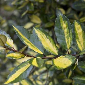 Elaeagnus pungens ‘Maculata Aurea’ (syn.: 'Aureovariegata', 'Maculata') – Örökzöld ezüstfa, szúrós ezüstfa, tarkalevelű ezüstfa Elaeagnus pungens ‘Maculata Aurea’ (syn.: 'Aureovariegata', 'Maculata') – Örökzöld ezüstfa, szúrós ezüstfa, tarkalevelű ezüstfa