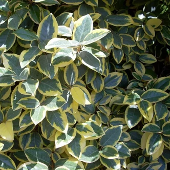 Elaeagnus pungens 'Variegata' – Örökzöld ezüstfa, szúrós ezüstfa, tarkalevelű ezüstfa