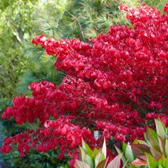 Euonymus alatus - Szárnyas kecskerágó Euonymus alatus - Szárnyas kecskerágó