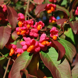 Euonymus europeus 'Red Cascade' – Csíkos kecskerágó Euonymus europeus 'Red Cascade' – Csíkos kecskerágó