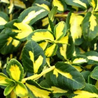 Euonymus fortunei 'Blondy'® (syn.: 'Interbowl')– Sárga-tarka levelű kecskerágó Euonymus fortunei 'Blondy'® (syn.: 'Interbowl')– Sárga-tarka levelű kecskerágó