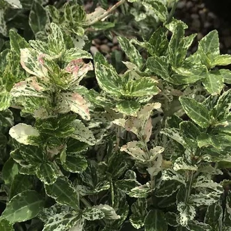 Euonymus fortunei 'Harlequin' – Kúszó kecskerágó Euonymus fortunei 'Harlequin' – Kúszó kecskerágó