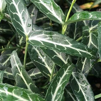 Euonymus fortunei 'Wolong Ghost' – Kúszó kecskerágó Euonymus fortunei 'Wolong Ghost' – Kúszó kecskerágó