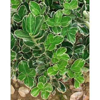 Euonymus japonicus 'Albomarginatus' – Fehér-tarka japán kecskerágó Euonymus japonicus 'Albomarginatus' – Fehér-tarka japán kecskerágó