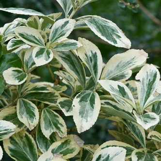 Euonymus japonicus 'Argenteovariegatus' – Japán kecskerágó Euonymus japonicus 'Argenteovariegatus' – Japán kecskerágó