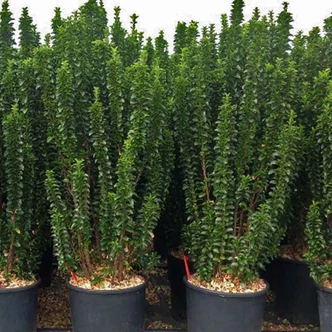 Euonymus japonicus 'Benkomasaki' (syn.: 'Benkomoki') – Japán kecskerágó Euonymus japonicus 'Benkomasaki' (syn.: 'Benkomoki') – Japán kecskerágó