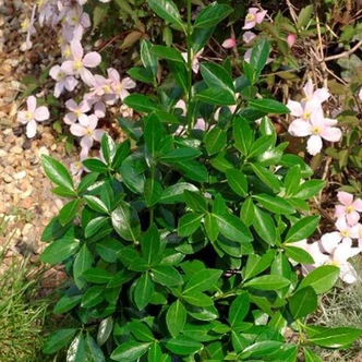 Euonymus japonicus 'Green Millenium'® – Japán kecskerágó Euonymus japonicus 'Green Millenium'® – Japán kecskerágó