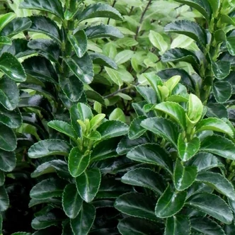 Euonymus japonicus 'Green Rocket' – Japán kecskerágó Euonymus japonicus 'Green Rocket' – Japán kecskerágó