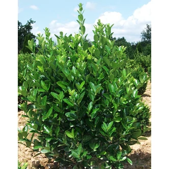 Euonymus japonicus – Japán kecskerágó Euonymus japonicus – Japán kecskerágó