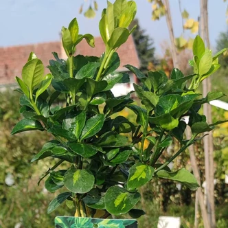 Euonymus japonicus 'Lime Green' ® – Japán kecskerágó Euonymus japonicus 'Lime Green' ® – Japán kecskerágó