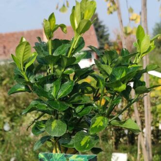 Euonymus japonicus 'Lime Green' ® – Japán kecskerágó