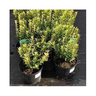 Euonymus japonicus 'Microphyllus Aureomarginata' – Japán kecskerágó Euonymus japonicus 'Microphyllus Aureomarginata' – Japán kecskerágó