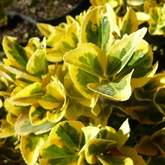 Euonymus japonicus 'Ovatus Aureus' – Aranytarka japán kecskerágó