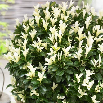 Euonymus japonicus 'Paloma Blanca' – Japán kecskerágó