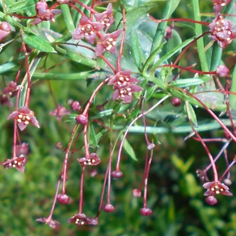 Euonymus nanus – Törpe, Turkesztáni kecskerágó Euonymus nanus – Törpe, Turkesztáni kecskerágó